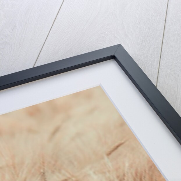 Wheat field by Assaf Frank